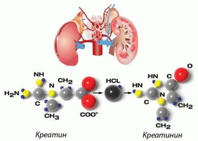 Kreatinin nədir? İnsan orqanizmində nə kimi təsirləri var?