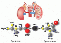 Kreatinin nədir? İnsan orqanizmində nə kimi təsirləri var?