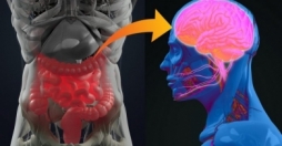 Bağırsağın bizim yaddaş, əhval-ruhiyyəyə və intellektimizə təsiri
